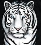 Фотография BeTiger